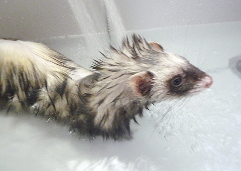 ジャバジャバ…