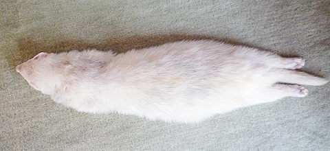 うつ伏せもあるよ