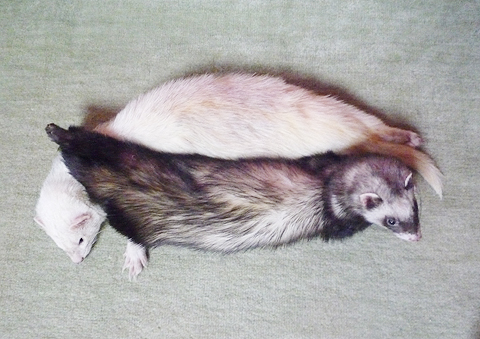 ハルがきました。