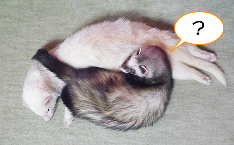 へっ？何か言った？