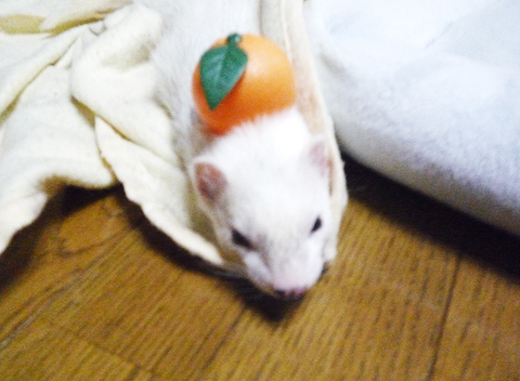 みかんが頭に！