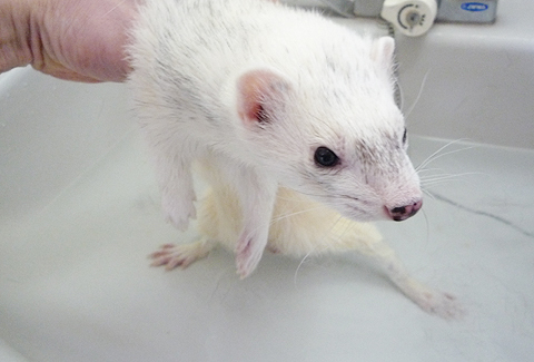 またシャンプーだよ