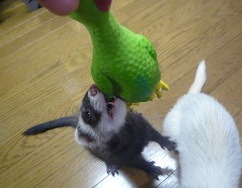 上に引っ張らないで?！