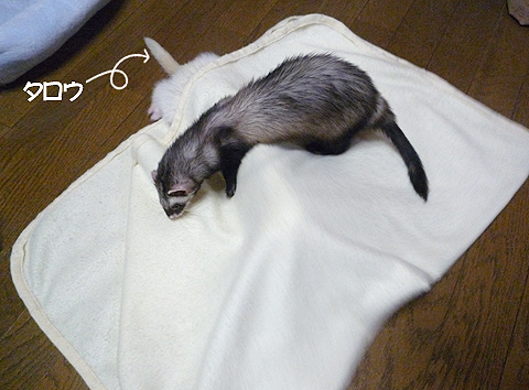 あっ。タロウ兄ちゃんが！