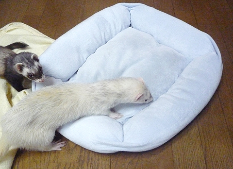 ちゃんときれいになったかな？