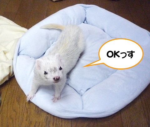 大丈夫そうだね