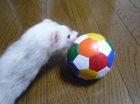 新しいボールだ。ヒャッホー！