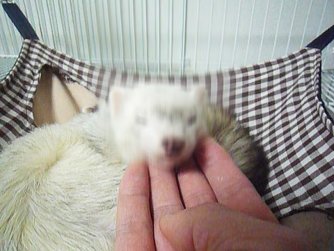 ヘッドバンキング