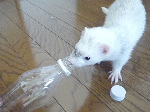 冷たいドリンク！