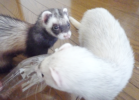 お兄ちゃんだけズルいワ！