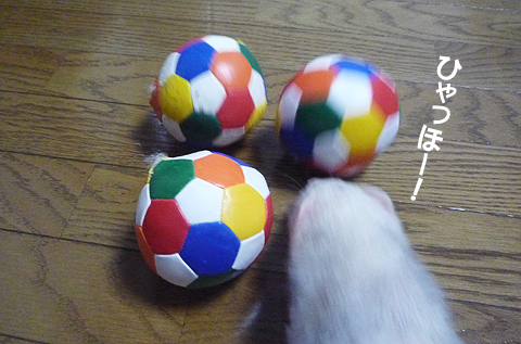 ひゃっほー！！