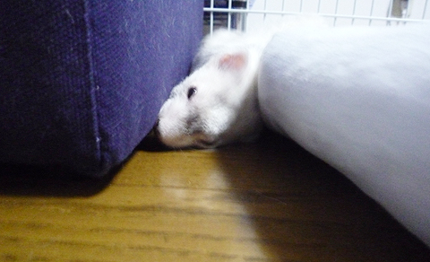 この窮屈さがタマらない