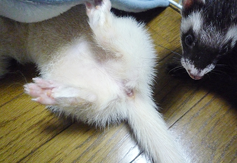 まぁ、汚いオシリね！