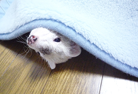 そんなに見ないで