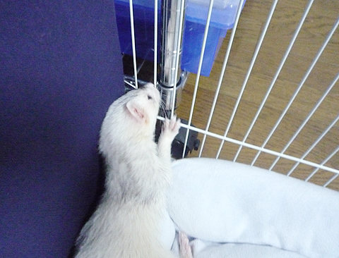 ガリガリしてもダメ?