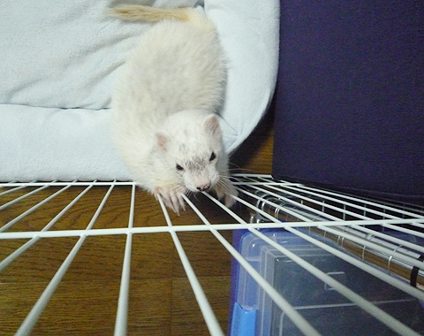 登ることもできない?