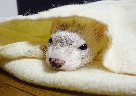 風邪でしょうか？