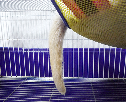 充実のしっぽの毛！