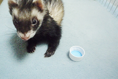 キャップとワタシ