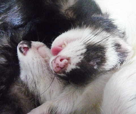 ちょっと舌が出てます。