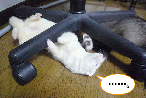 あ…、ハルがきた