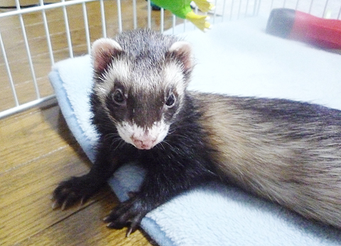 前からかわいい