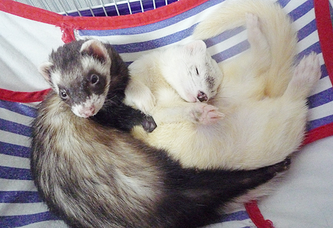 あら、上からですか