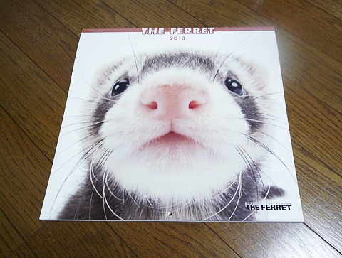 フェレットカレンダー2013
