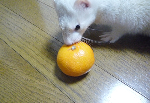 くんくん、あぁ甘酸っぱい臭い…