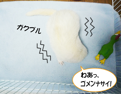 ひゃー、ゴメンナサイ！