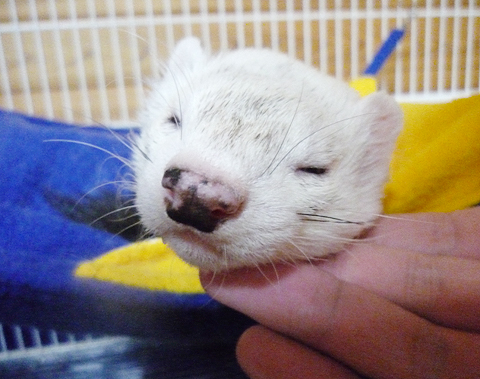 あっ、飼い主の手が…