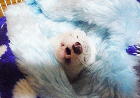 こんな顔でごめんね