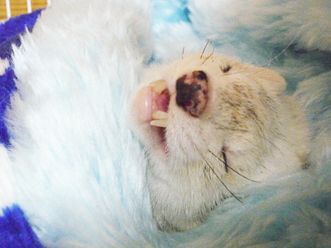 今年もいろいろありました。