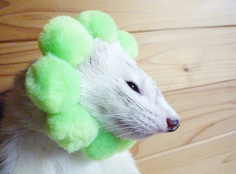 横はこんな感じです