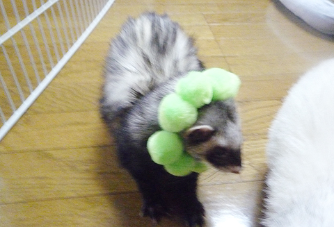 このままで遊んじゃいます