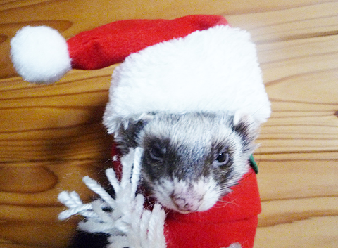 メリークリスマス！