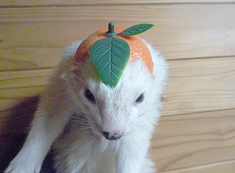 ミカンのかぶり物