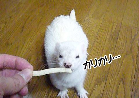 カリカリ…、おいしー！