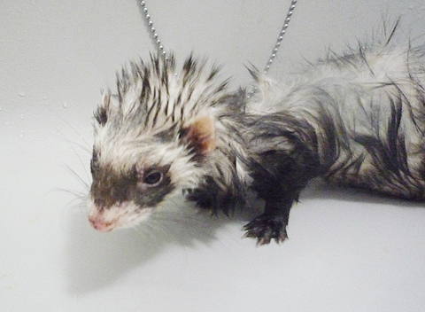 ヴー、さむい。