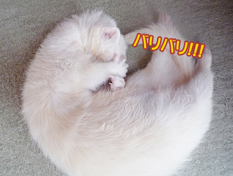 バリバリバリ！！