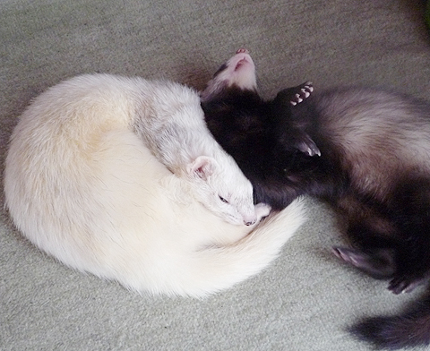 ワタシもぐでん