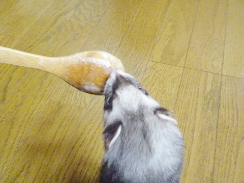 れろん、れろん♪