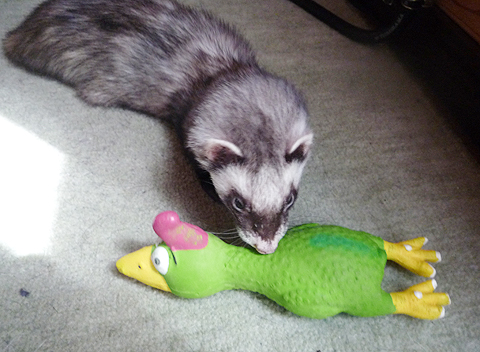 お気に入りのプピ。