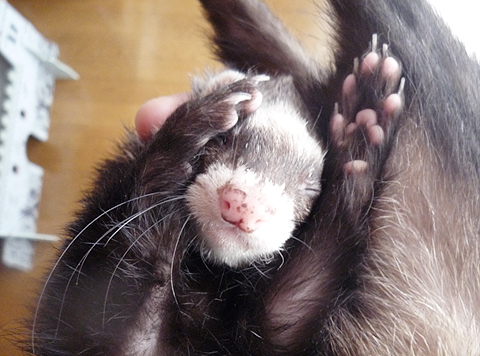 邪魔しないで！