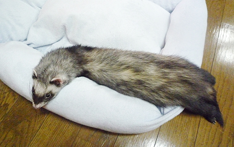 ふかふかクッション