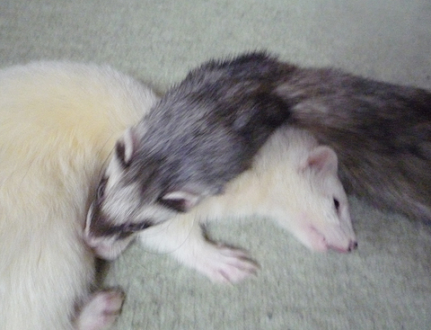 今度はデレデレ