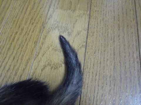 問題のしっぽ