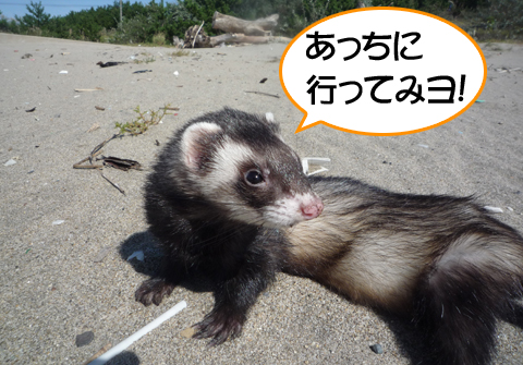 あっちはキレイそう