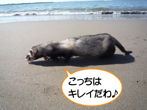 波打ち際はキレイね