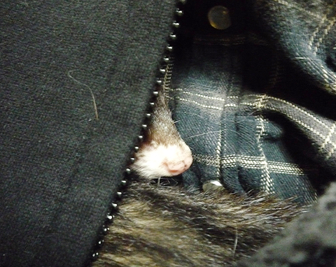 フフフ、パーカーの中なの